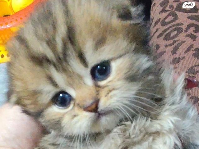 תמונת מודעה - חיות מחמד