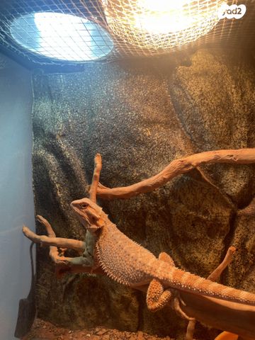 תמונת מודעה - חיות מחמד