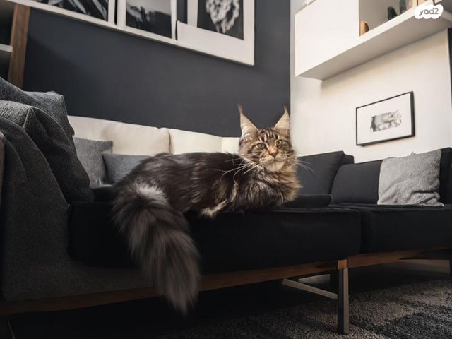 תמונת מודעה - חיות מחמד