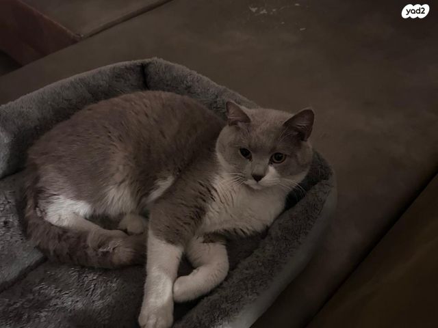 תמונת מודעה - חיות מחמד