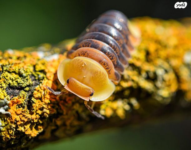 תמונת מודעה - חיות מחמד