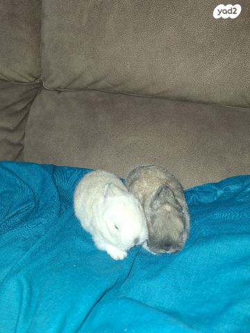 תמונת מודעה - חיות מחמד