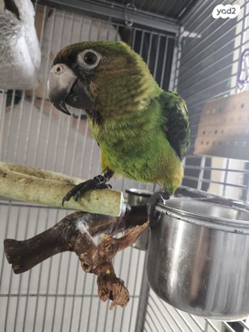 תמונת מודעה - חיות מחמד