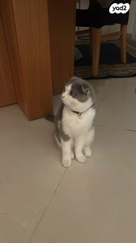 תמונת מודעה - חיות מחמד