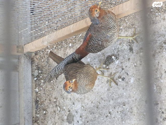 תמונת מודעה - חיות מחמד