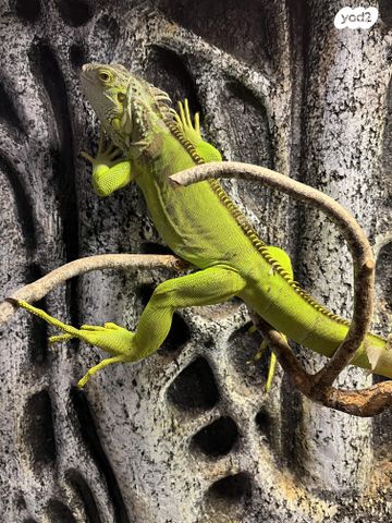 תמונת מודעה - חיות מחמד