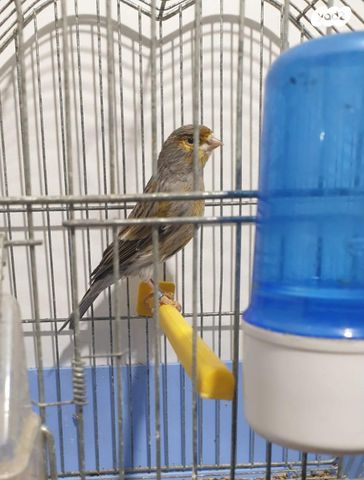 תמונת מודעה - חיות מחמד