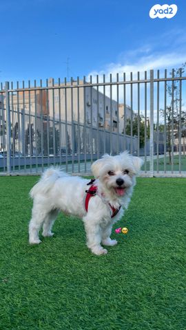 תמונת מודעה - חיות מחמד