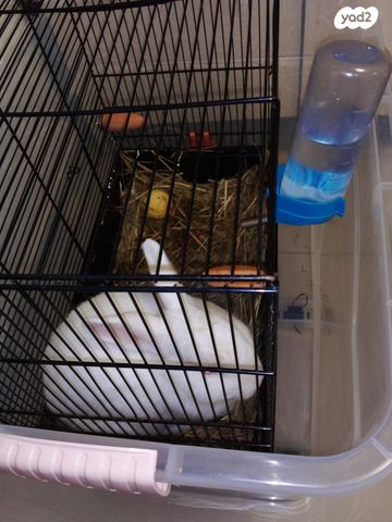 תמונת מודעה - חיות מחמד