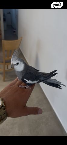 תמונת מודעה - חיות מחמד