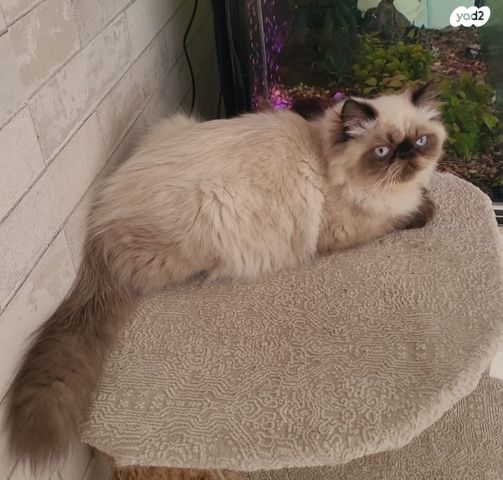 תמונת מודעה - חיות מחמד