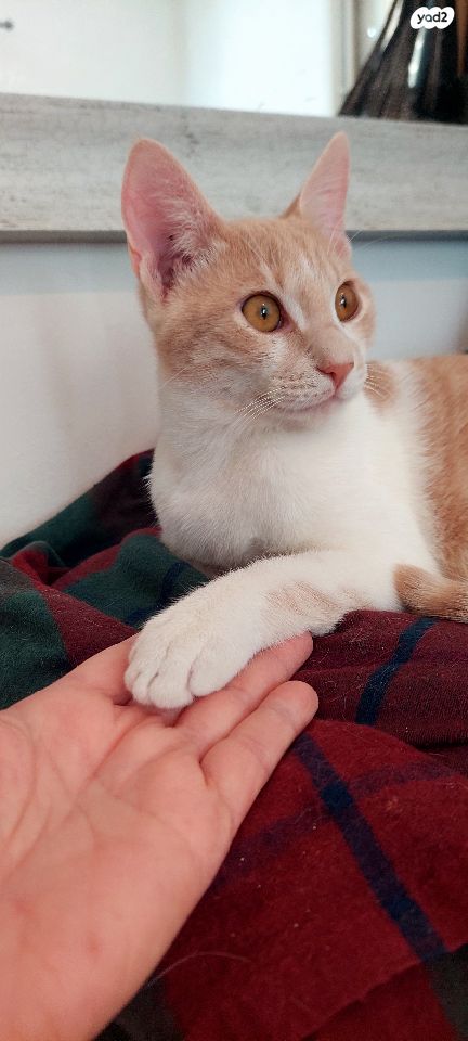 תמונת מודעה - חיות מחמד