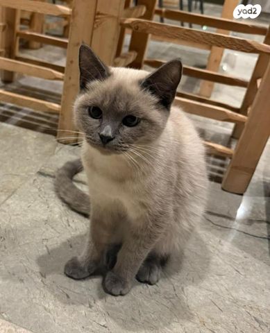 תמונת מודעה - חיות מחמד