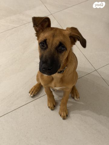 תמונת מודעה - חיות מחמד