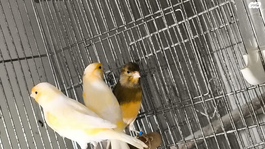 תמונת מודעה - חיות מחמד