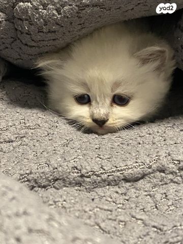 תמונת מודעה - חיות מחמד