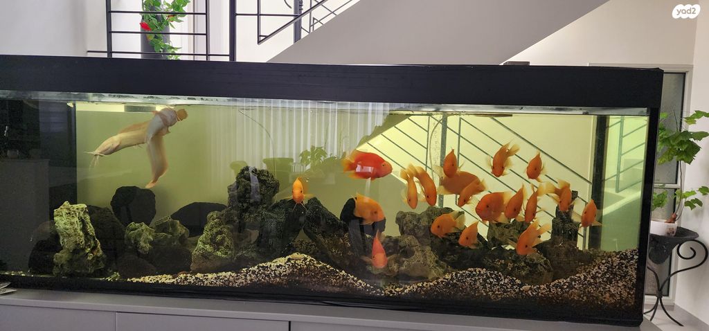 תמונת מודעה - חיות מחמד