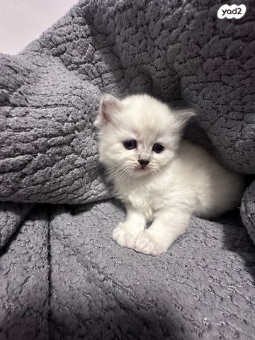 תמונת מודעה - חיות מחמד