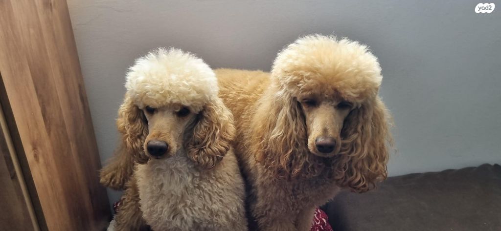 תמונת מודעה - חיות מחמד