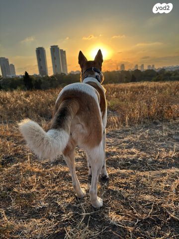 תמונת מודעה - חיות מחמד