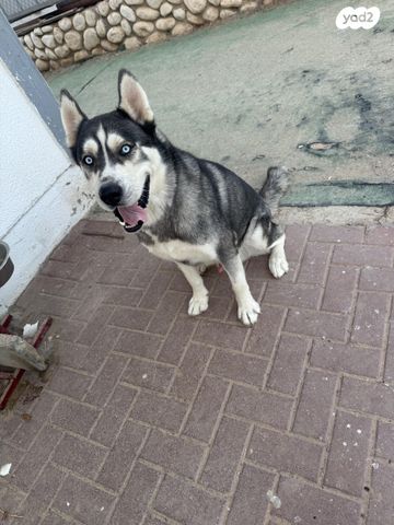 כלב האסקי סיבירי