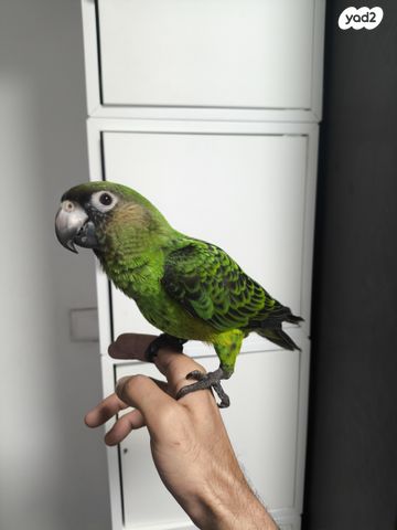 תוכי ג'רדין