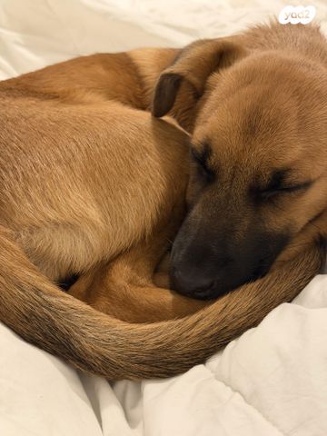 כלב רועה בלגי