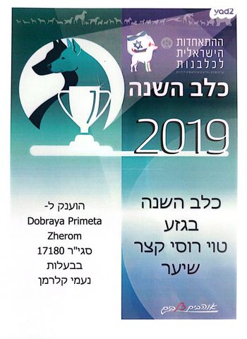 כלב טוי רוסי