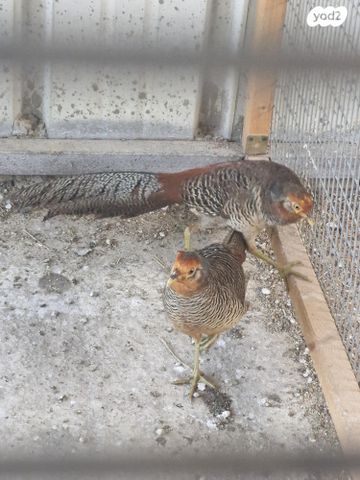 חיית משק בלאדי