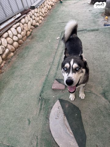 כלב האסקי סיבירי