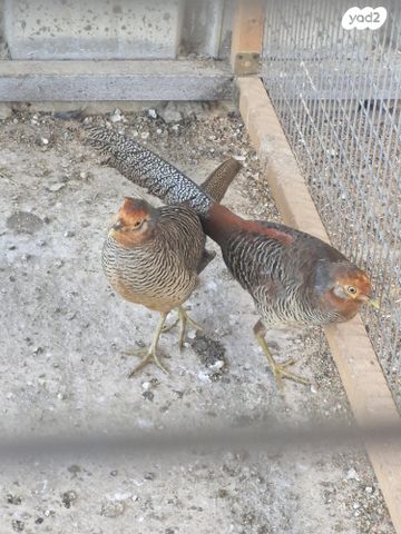 חיית משק בלאדי