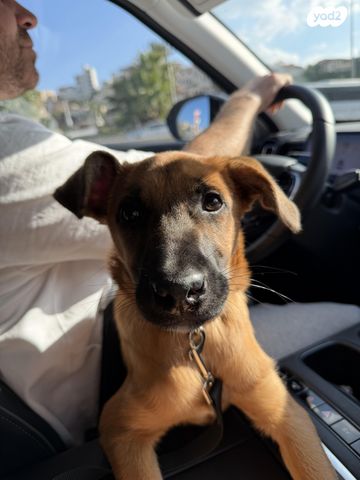 כלב רועה בלגי