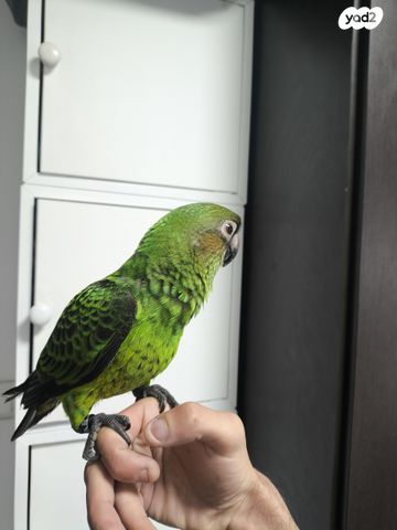 תוכי ג'רדין