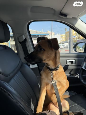 כלב רועה בלגי