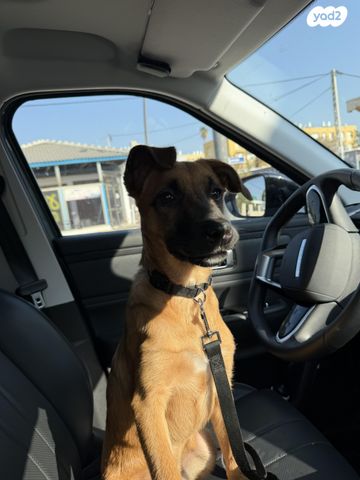 כלב רועה בלגי