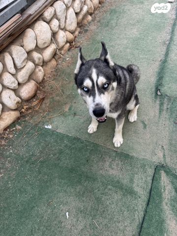 כלב האסקי סיבירי