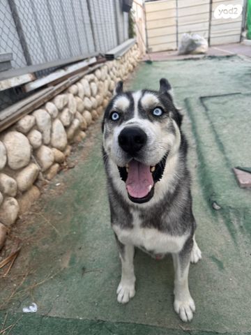 כלב האסקי סיבירי