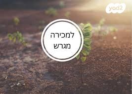 שמעון הצדיק 43