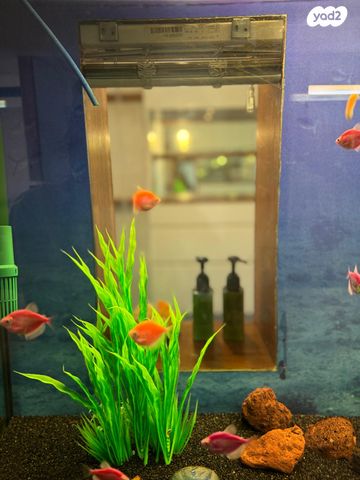 דירה, פנקס, תל אביב יפו