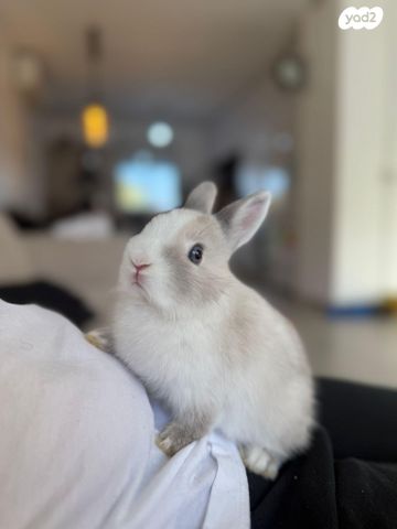 תמונת מודעה - חיות מחמד