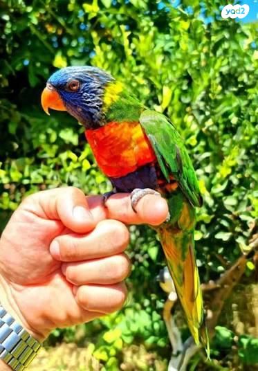 תמונת מודעה - חיות מחמד