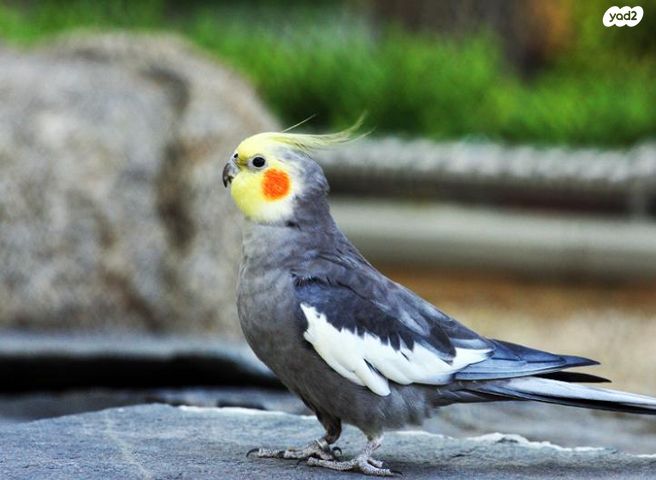 תמונת מודעה - חיות מחמד