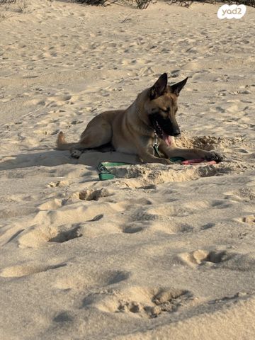 תמונת מודעה - חיות מחמד