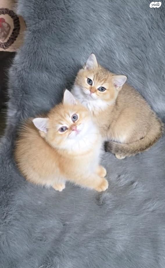 תמונת מודעה - חיות מחמד