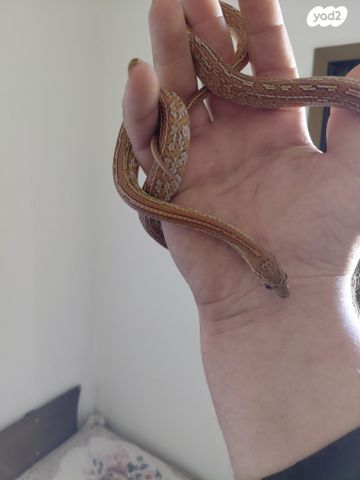 תמונת מודעה - חיות מחמד