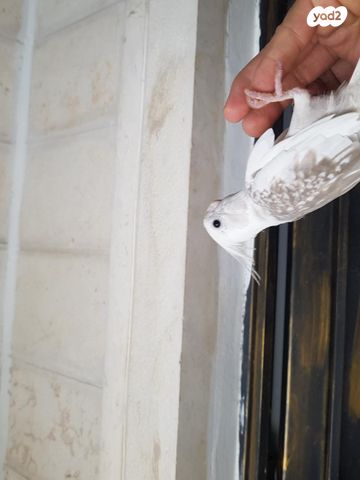 תמונת מודעה - חיות מחמד