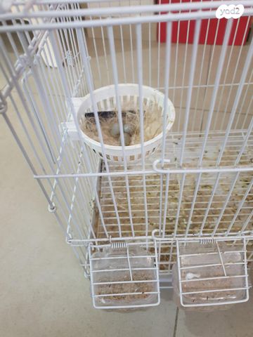 תמונת מודעה - חיות מחמד