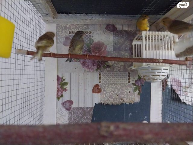 תמונת מודעה - חיות מחמד