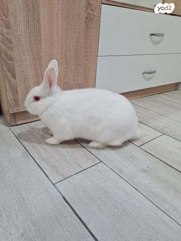 תמונת מודעה - חיות מחמד