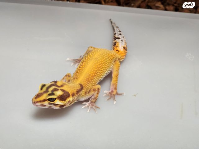 תמונת מודעה - חיות מחמד